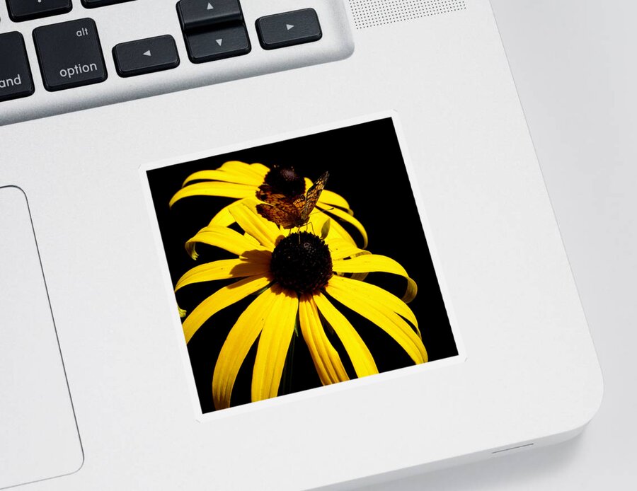 Butterfly Sticker featuring the photograph Frantilly Butterfly On A Black Eyed Susan by Kim Galluzzo