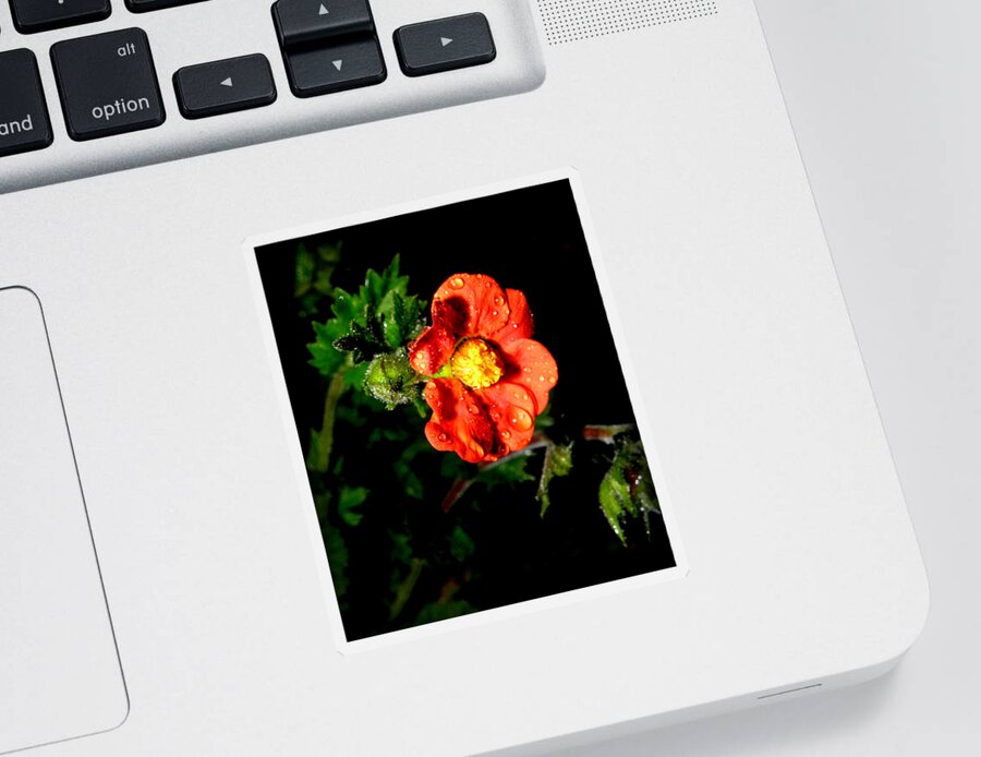 Flower Photography Sticker featuring the photograph After The Rain #1 by Kim Galluzzo