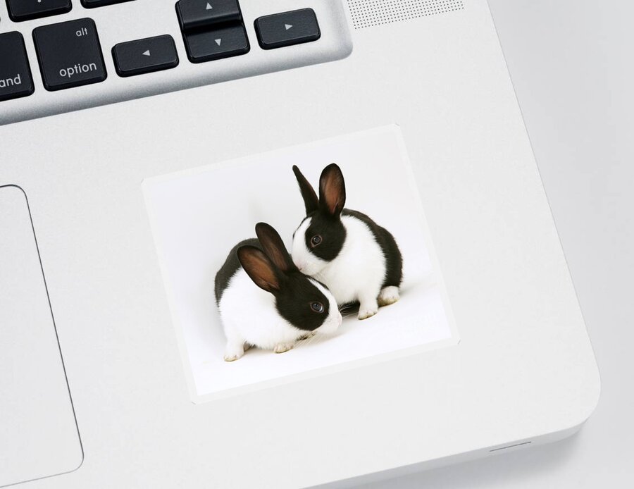 Black-and-white Dutch Rabbit Sticker featuring the photograph Baby Black-and-white Dutch Rabbits #1 by Jane Burton