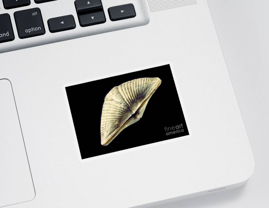 Animal Sticker featuring the photograph Brachiopod Fossil #1 by Ted Kinsman