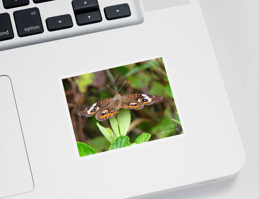 Insect Sticker featuring the photograph Buckeye Butterfly #2 by Donna Brown