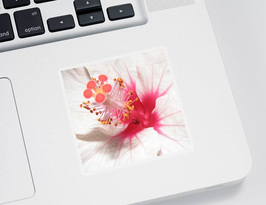 Hibiscus Sticker featuring the photograph Can You See Me #1 by Kim Galluzzo