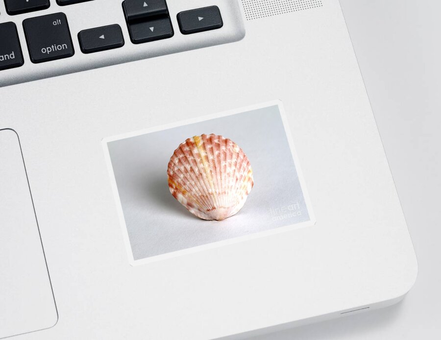 Nature Sticker featuring the photograph Cockle Shell by Photo Researchers