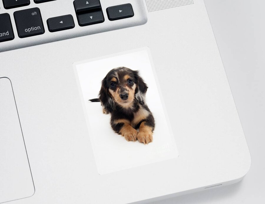 Dachshund Sticker featuring the photograph Dachshund Pup by Jane Burton
