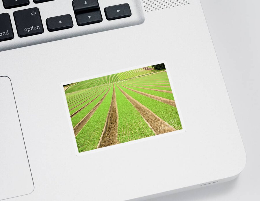 Agricultural Sticker featuring the photograph Farmland furrows in perspective #1 by Simon Bratt