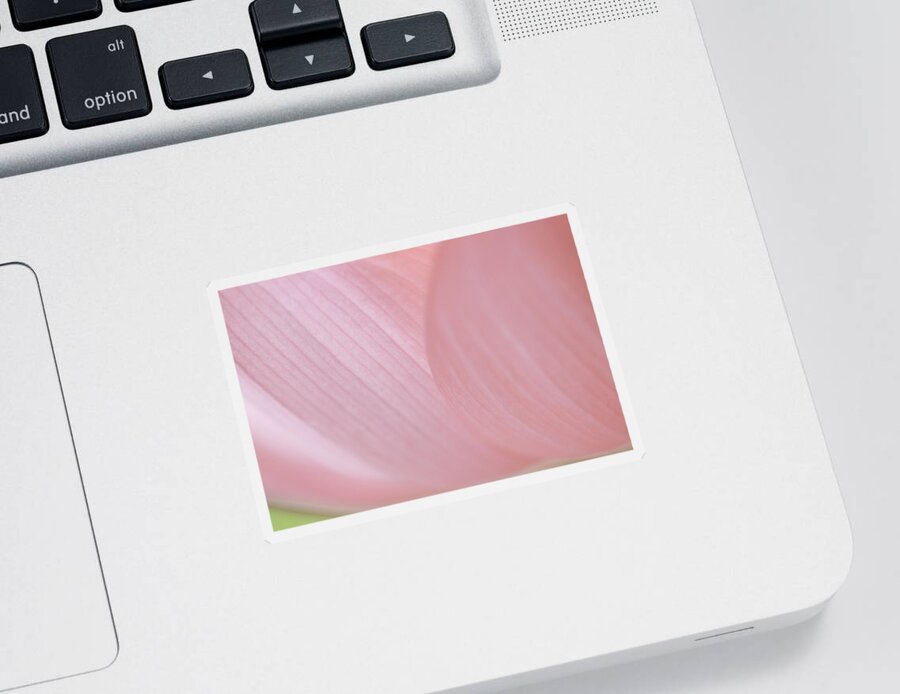 Brilliant Pink Lotus Flower Sticker featuring the photograph Nelumbo 'Mrs. Perry Slocum' #1 by Perla Copernik