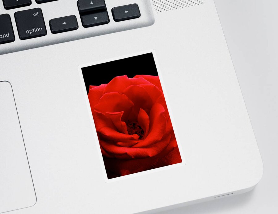 Perla Copernik Sticker featuring the photograph Photograph of a Red Rose #2 by Perla Copernik