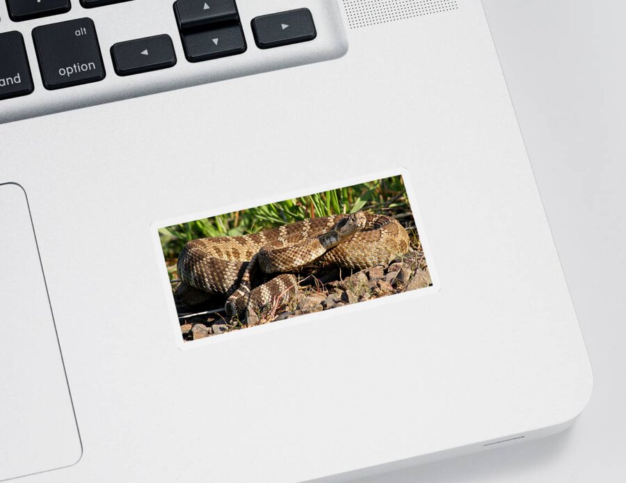 Animals Sticker featuring the photograph Rattlesnake #1 by Jean Noren
