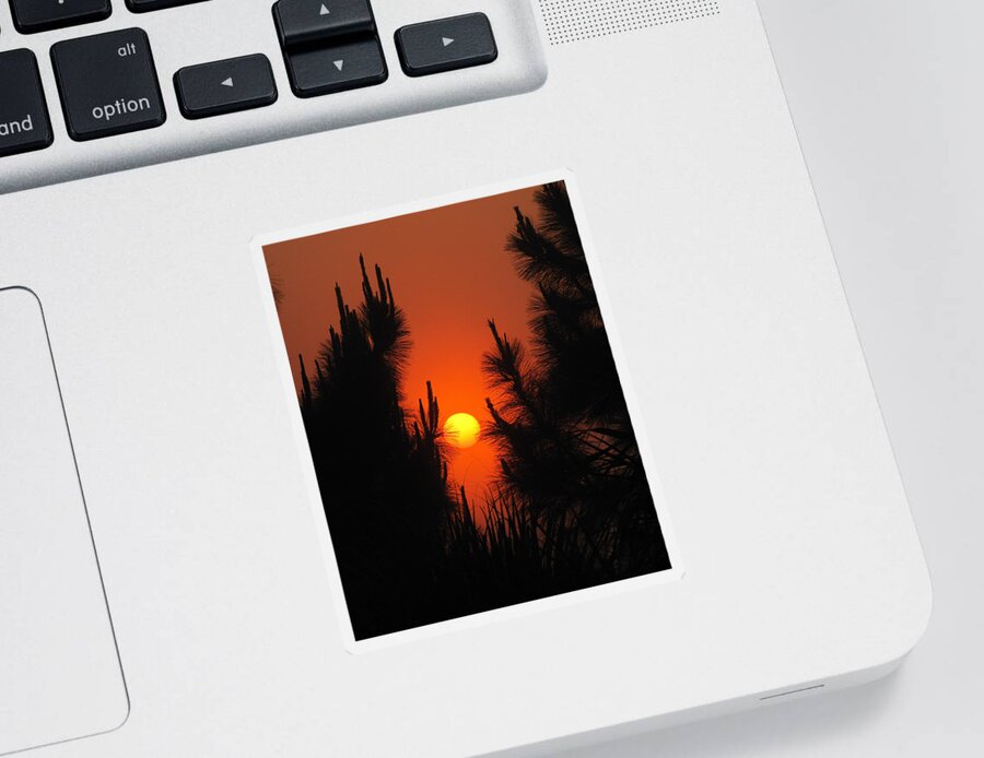 Nature Sticker featuring the photograph Rise and Pine #1 by Peggy Urban