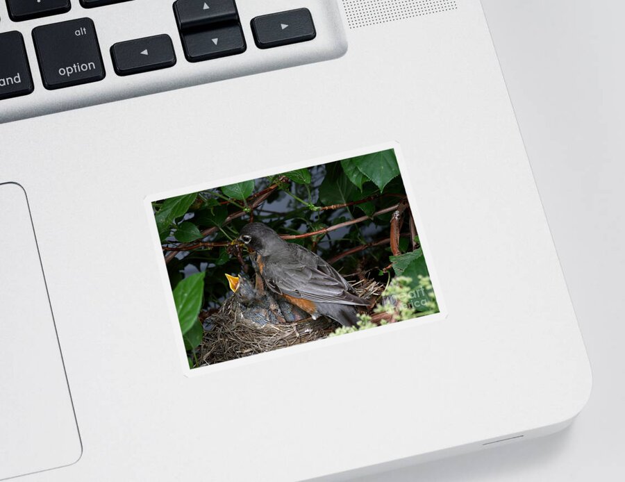 Robin Sticker featuring the photograph Robin Feeding Its Young #1 by Ted Kinsman