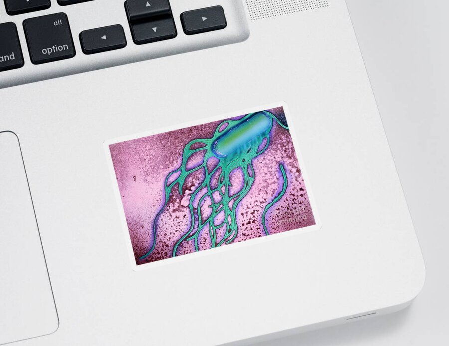 Salmonella Sticker featuring the photograph Salmonella Bacterium #1 by Science Source