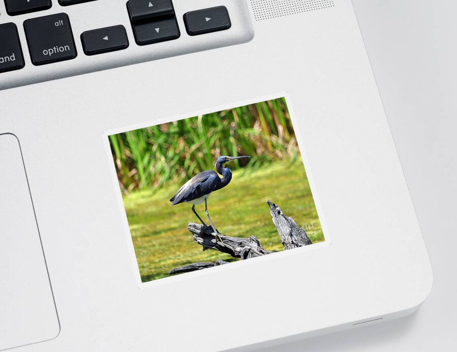 Heron Sticker featuring the photograph Tricolored Heron #1 by Al Powell Photography USA