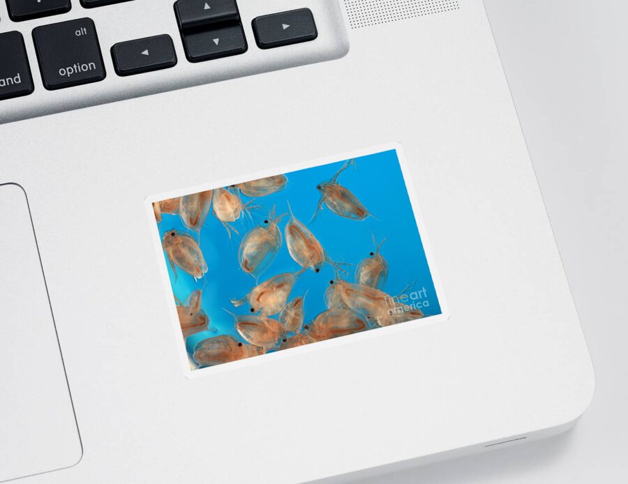 Water Flea Sticker featuring the photograph Water Flea Daphnia Magna #1 by Ted Kinsman