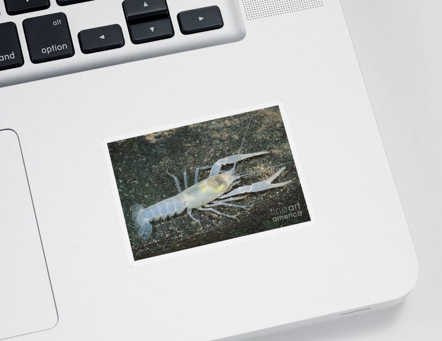 Cave Crayfish Sticker featuring the photograph Cave Crayfish #2 by Dante Fenolio