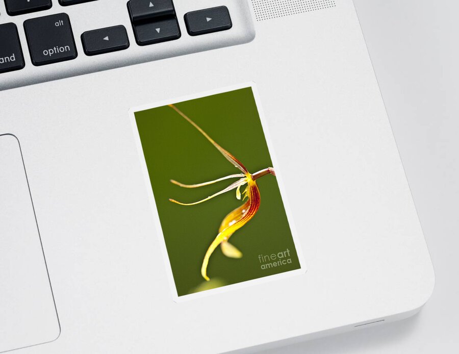 Orchid Sticker featuring the photograph Restrepia iris orchid #3 by Heiko Koehrer-Wagner