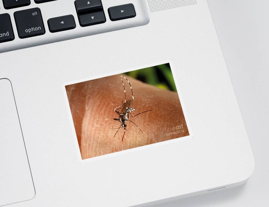 Asian Tiger Mosquito Sticker featuring the photograph Asian Tiger Mosquito #3 by Science Source