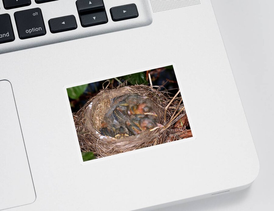 Robin Sticker featuring the photograph Robin Nestlings #3 by Ted Kinsman