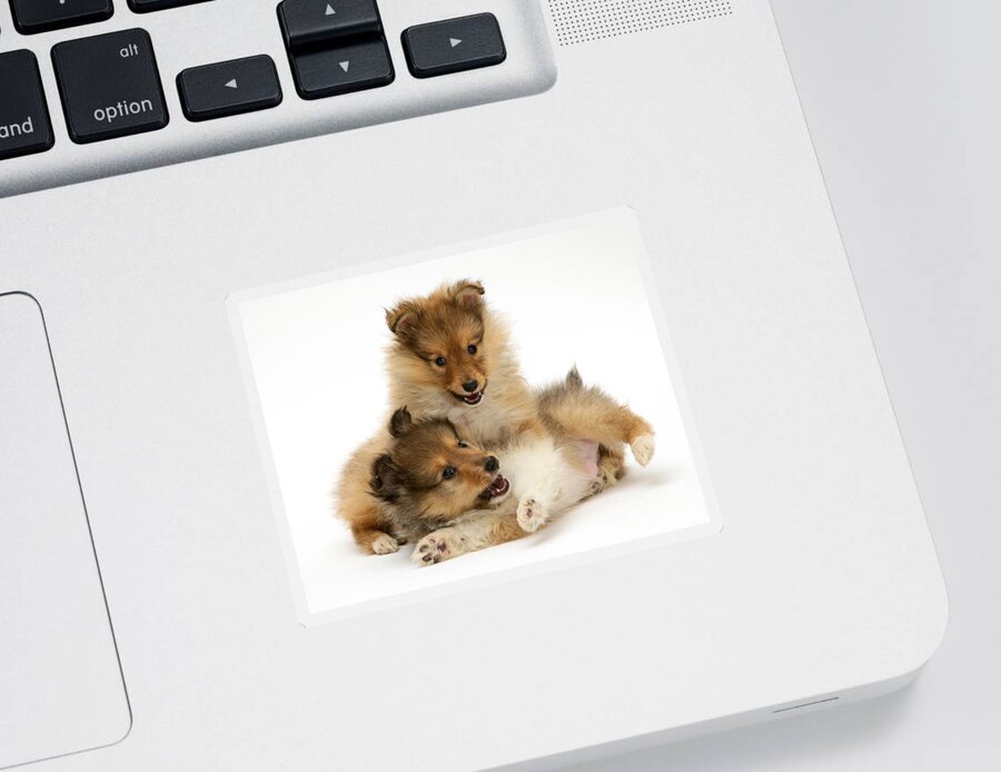 Animal Sticker featuring the photograph Sheltie Puppies #3 by Jane Burton