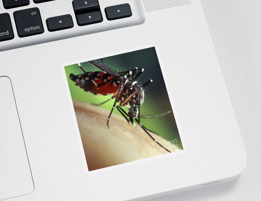 Asian Tiger Mosquito Sticker featuring the photograph Asian Tiger Mosquito #4 by Science Source