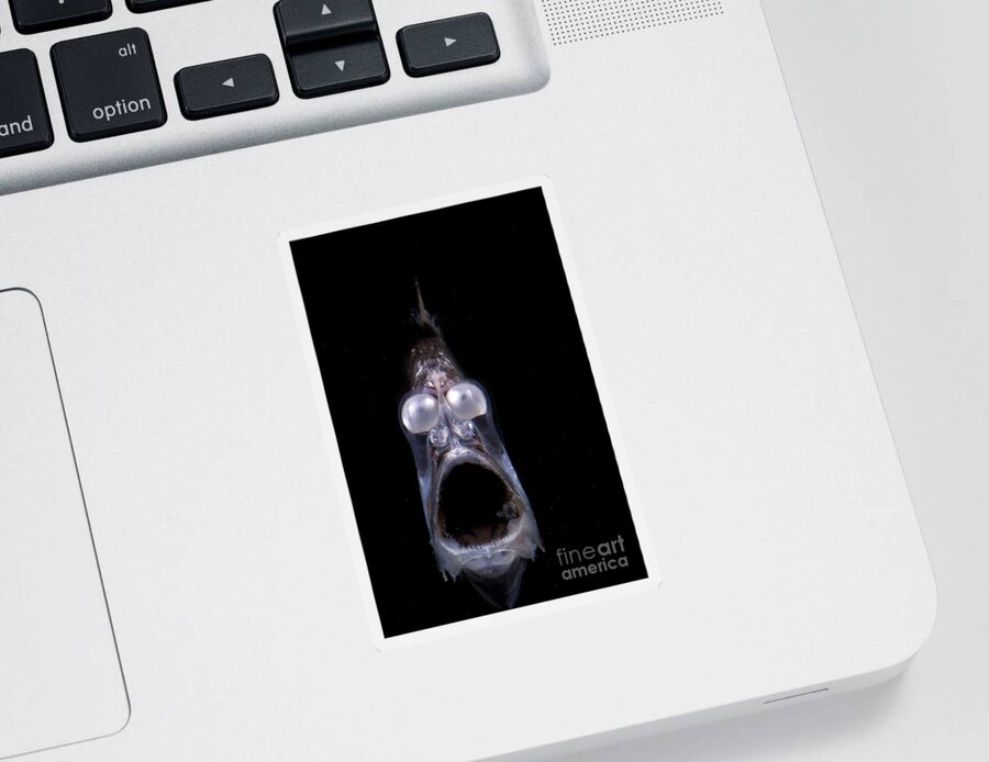 Mesopelagic Sticker featuring the photograph Deep Sea Hatchetfish #5 by Dante Fenolio