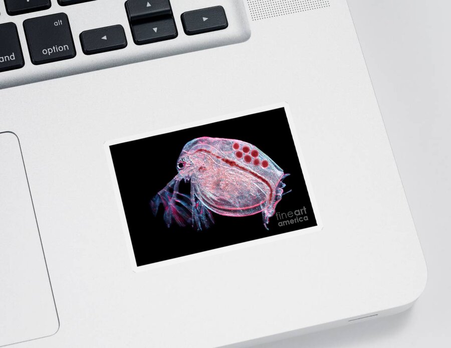 Water Flea Sticker featuring the photograph Water Flea Daphnia Magna #4 by Ted Kinsman