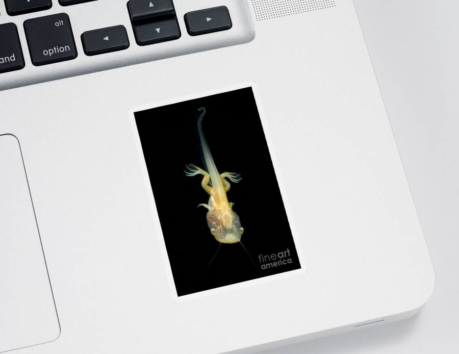 African Clawed Frog Sticker featuring the photograph African Clawed Frog Tadpole #7 by Dante Fenolio