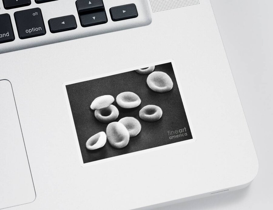 Sem Sticker featuring the photograph Red Blood Cells, Sem #8 by Omikron