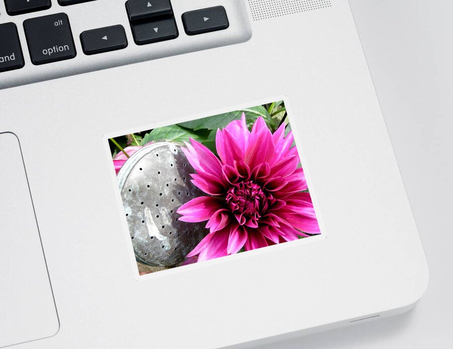 Dahlia Sticker featuring the photograph A Country Flower by Kim Galluzzo