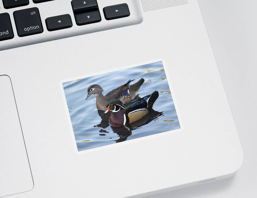 Wood Duck Sticker featuring the photograph A Lovely Pair by Amy Gallagher