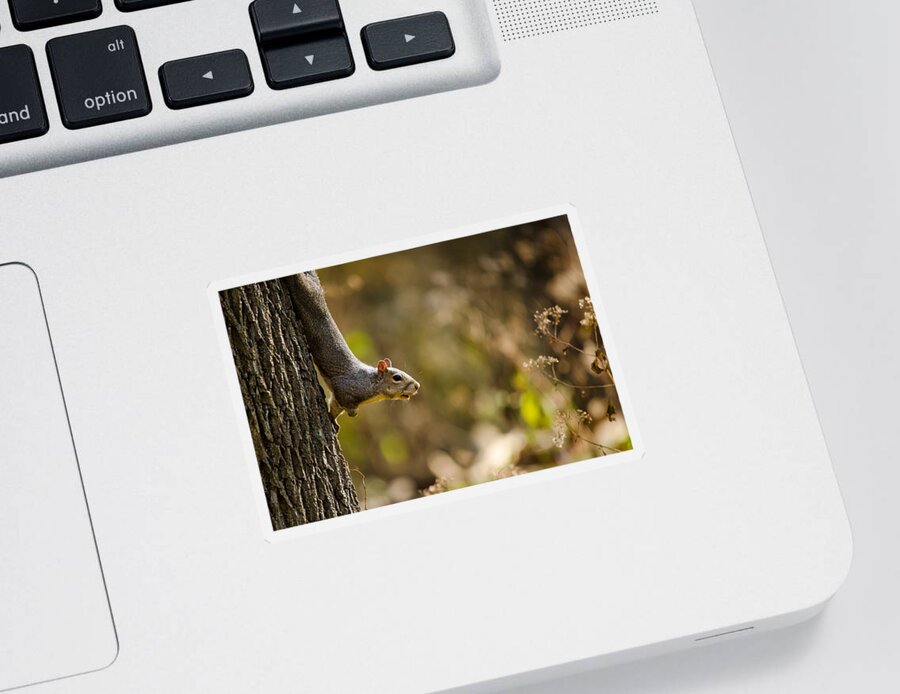 Squirrel Sticker featuring the photograph Alert by Mark Papke
