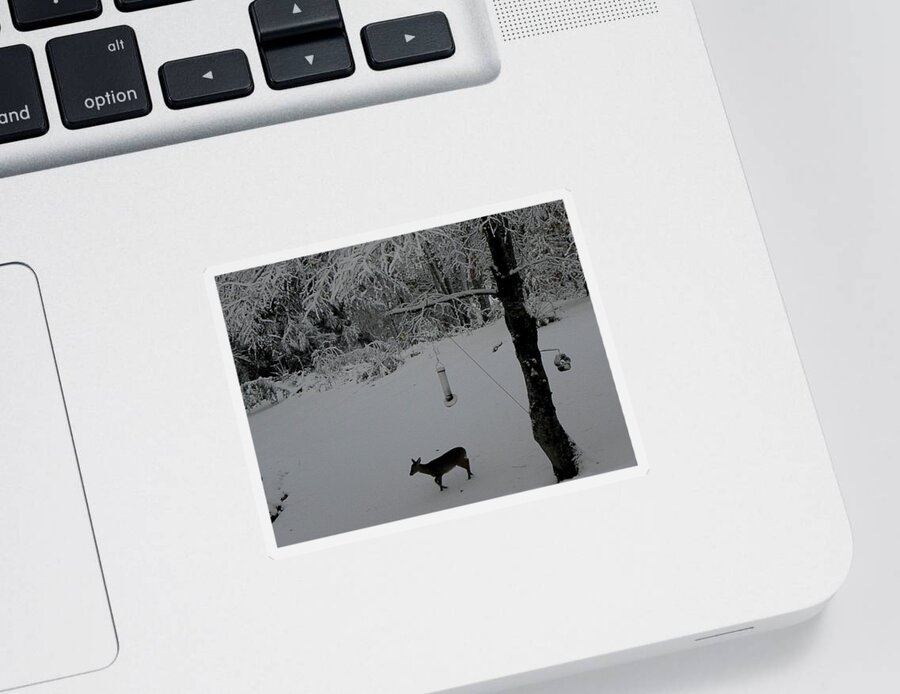 Deer Sticker featuring the photograph All Alone In Search by Kim Galluzzo