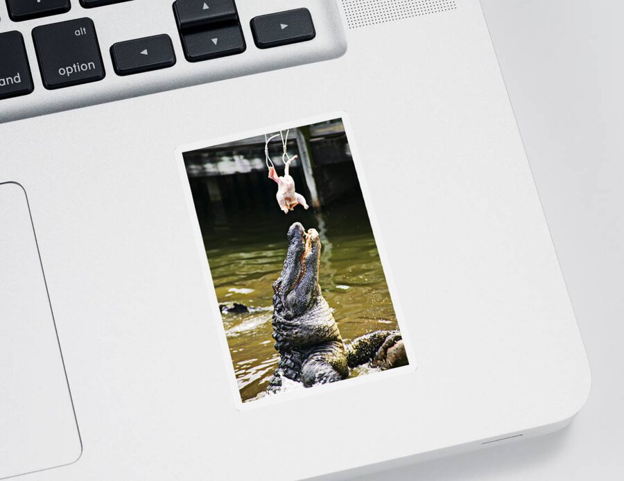 Alligator Feeding Sticker by Garry Gay - Pixels