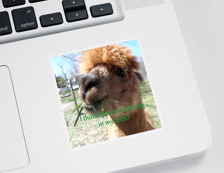 Alpaca Sticker featuring the photograph Alpaca being silly by Kim Galluzzo