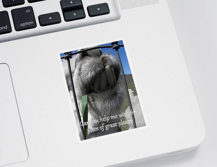 Alpaca Sticker featuring the photograph Alpaca funnies by Kim Galluzzo