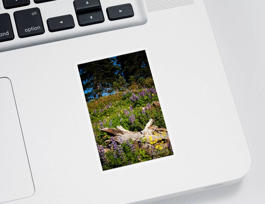 Broadleaf Lupine Sticker featuring the photograph Alpine Wildflower Meadow by Karen Lee Ensley
