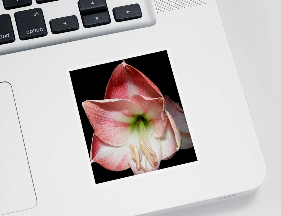 Lily Sticker featuring the photograph Amaryllis in bloom by Kim Galluzzo