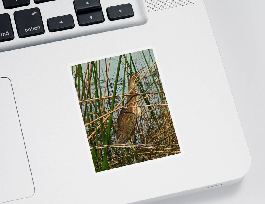 Nature Sticker featuring the photograph American Bittern by Peggy Urban