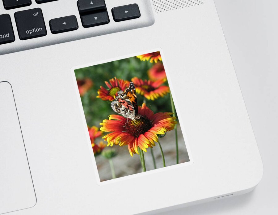 Nature Sticker featuring the photograph American Lady Butterfly by Peggy Urban