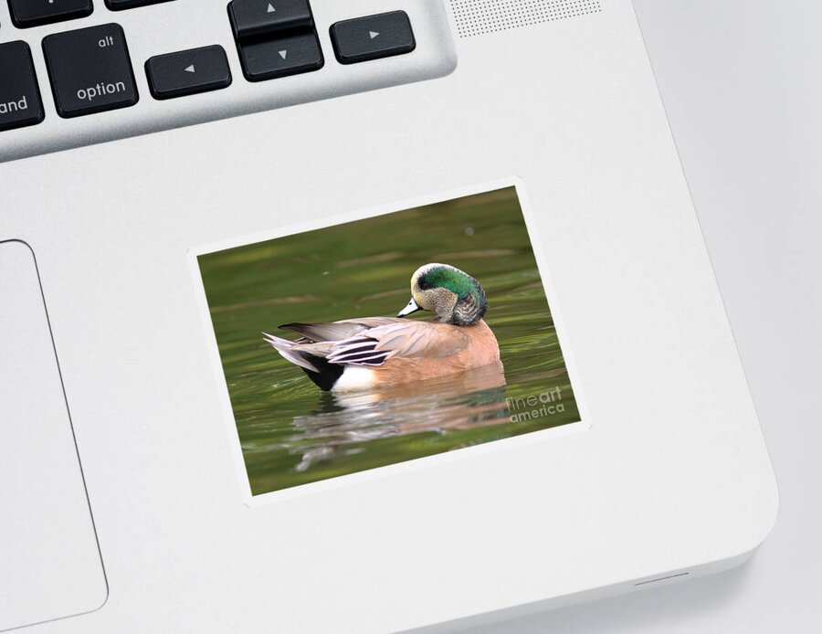 Duck Sticker featuring the photograph American Wigeon by Robert Frederick
