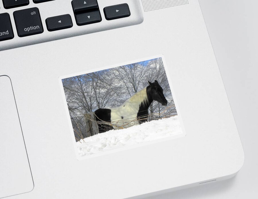 Horse Sticker featuring the photograph An Oreo Horse In The Snow by Kim Galluzzo