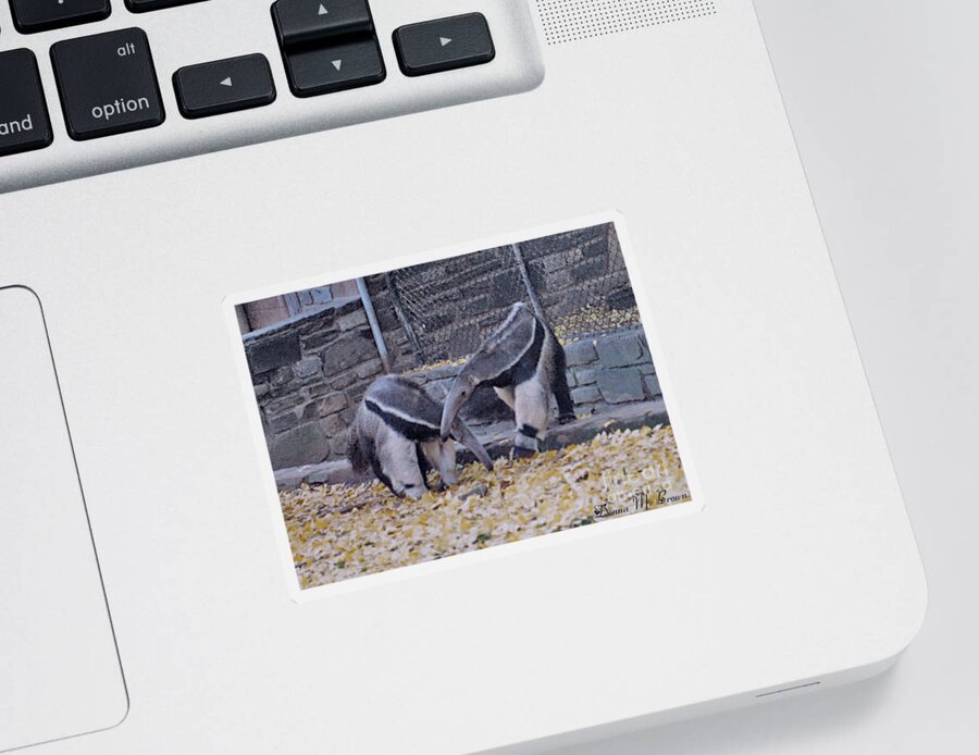 Animals Sticker featuring the photograph Anteaters by Donna Brown