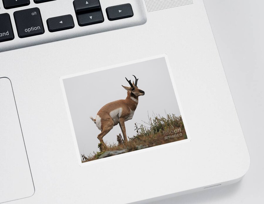 Antelope Sticker featuring the photograph Antelope Critiques Photography by Art Whitton