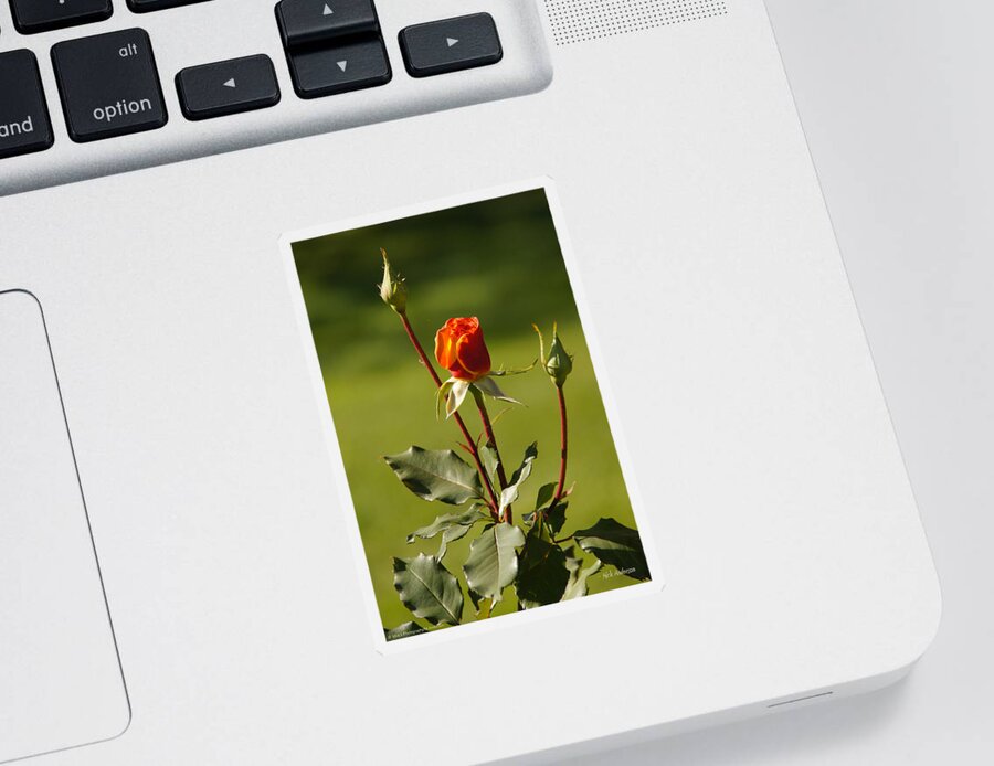 Rose Sticker featuring the photograph Autumn Rose by Mick Anderson