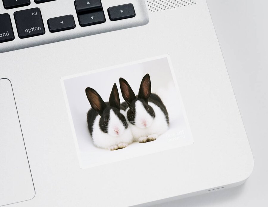 Black-and-white Dutch Rabbit Sticker featuring the photograph Baby Black-and-white Dutch Rabbits by Jane Burton