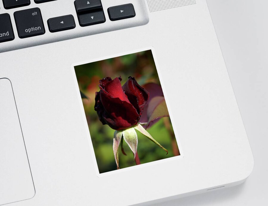 Jouko Lehto Sticker featuring the photograph Barcarole rose 2 by Jouko Lehto