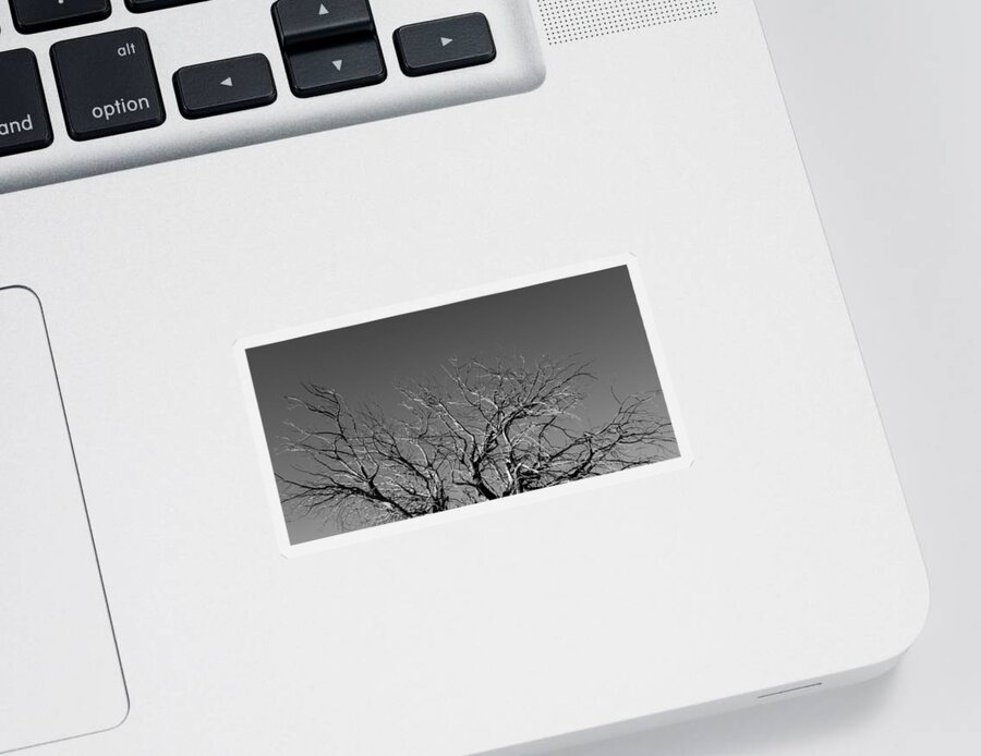 Bare Sticker featuring the photograph Bare Tree Top by Kim Galluzzo
