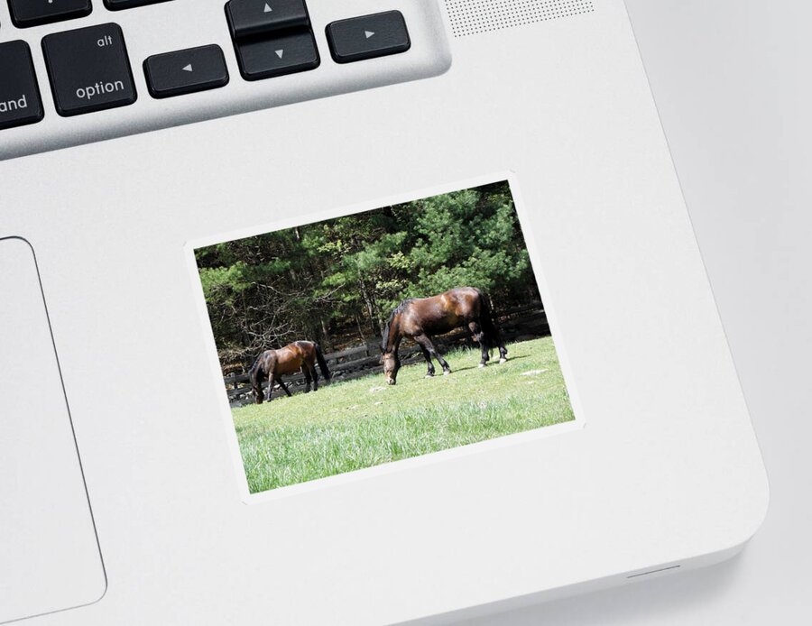 Horse Photography Sticker featuring the photograph Beautiful Geldings Grazing by Kim Galluzzo