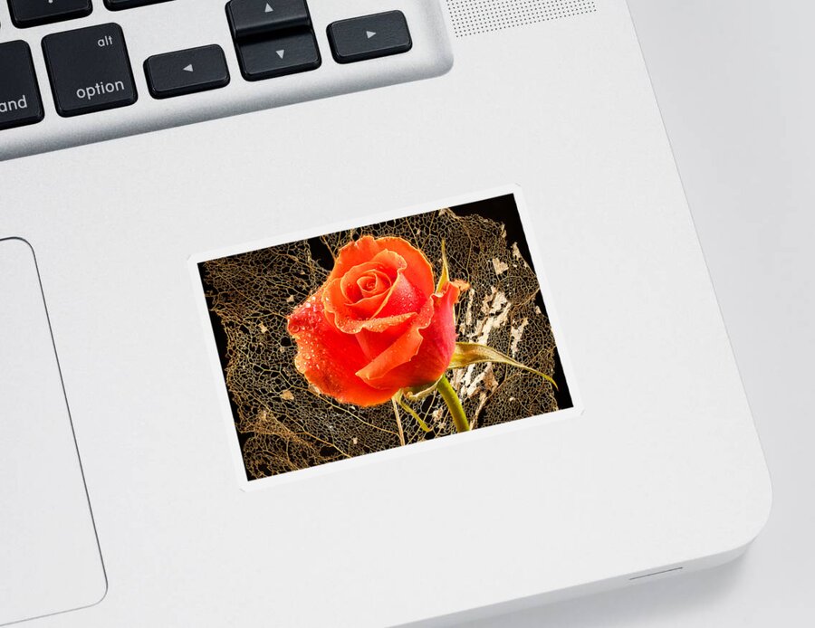 Rose Sticker featuring the photograph Beauty and the beast by Jean Noren