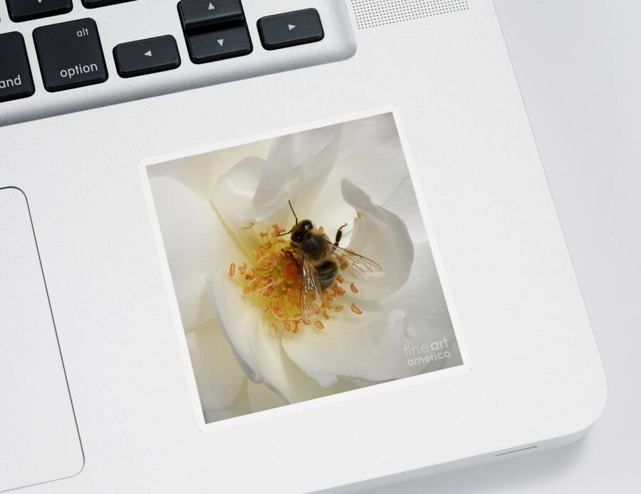 Bee Sticker featuring the photograph Bee in a White Rose by Lainie Wrightson
