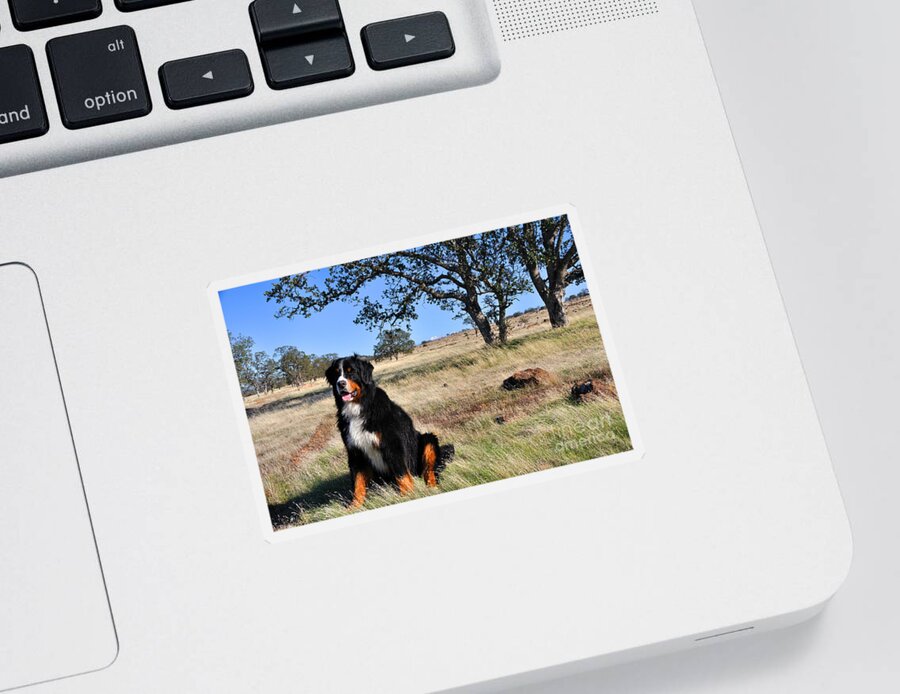 Autumn Sticker featuring the photograph Bernese Mountain Dog in California Chaparral by Gary Whitton